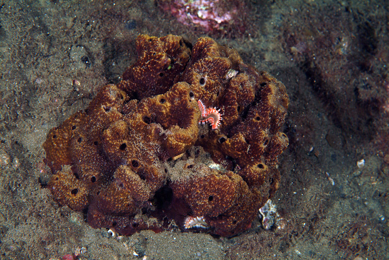 Ircinia sp.